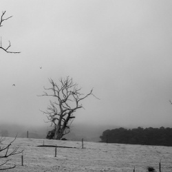 The Cold Field - Endless Ending (Single) (2021)